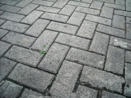 Paving Block vs. Beton